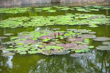 Pink lotus flowers bud with green leaf in water