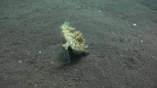 Prickly leather-jacket (Chaetodermis penicilligerus) lies on its side and feigns death, barely breathing. After some time, it resumes normal movement as if nothing happened.