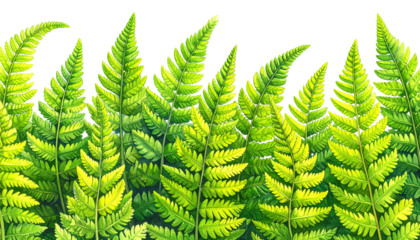 Bright green ferns with detailed textures against a dark background