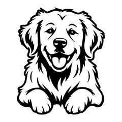 Golden Retriever Peeking