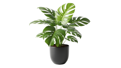 Lush Green Monstera Plant in Gray Pot on Transparent Background