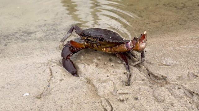 Mud Crab Scylla Serrata Crawling on Sandy Beach into Shallow Water