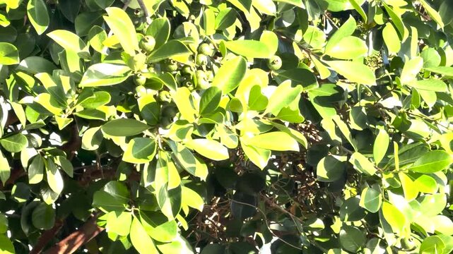 Unripe Green Feijoa Fruits Growing on a Shrub in Bright Sunlight