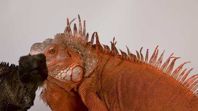 Close Up Profile of Red Iguana Eating from Tweezers