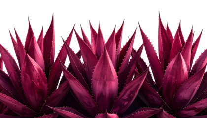 Close-up of spiky, vibrant red plant leaves against black background