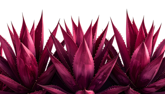 Close-up of spiky, vibrant red plant leaves against black background - Powered by Adobe