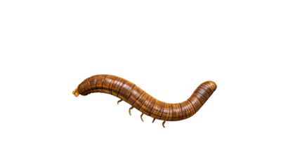 Macro shot of a brown, segmented insect on a solid black background