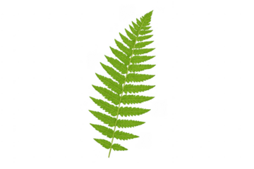 Green fern frond botanical element on transparent background