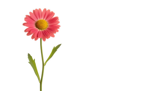 Delicate coral daisy with vibrant yellow center and slender green stem