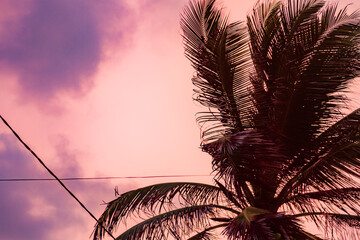 Praia, natureza, mar, ceu, paisagem, flores, sol, aves, animais, carro, 4x4 © JeanSurf