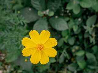Yellow Cosmos Flower Isolated with Natural Green Background