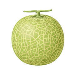 Detailed illustration of a pale green cantaloupe melon isolated on white background