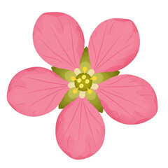 Pink flower with five petals and yellow center detailed illustration isolated on white background