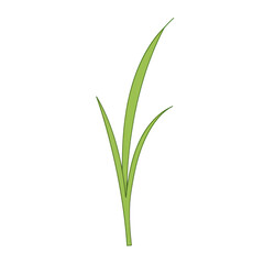 Simple green grass blades with varying lengths and delicate curves isolated on white background