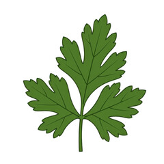 Detailed illustration of a fresh, green parsley leaf with serrated edges isolated on white background