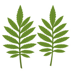 Two vibrant green marigold leaves with serrated edges and detailed venation isolated on white background