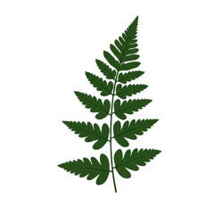 Detailed green fern frond with serrated edges and distinctive leaflets isolated on white background