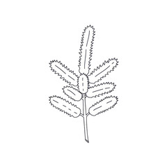 Detailed black and white botanical illustration of a unique plant branch isolated on white background