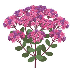 Vivid pink and purple sedum flower cluster illustration isolated on white background