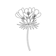 Elegant line art drawing of a single blossom flower isolated on white background