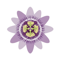 Detailed illustration of a passionflower blossom isolated on white background
