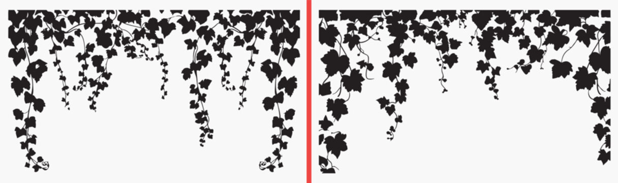 ivy leaf background, dense foliage illustration, botanical pattern art, climbing plant texture, leafy wall design, nature leaf vector, botanical surface pattern, greenery clipart set, foliage illustra