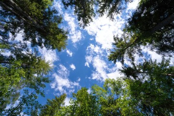 View from ground, looking upward, showcasing trees reaching towards a bright blue sky