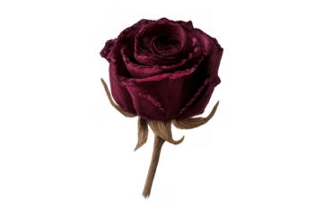 Deep red dried rose preserving beauty, romance, and lasting love on a transparent background
