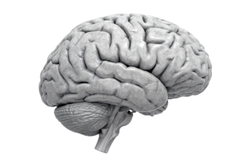 Human Brain Structure and Function Visualization