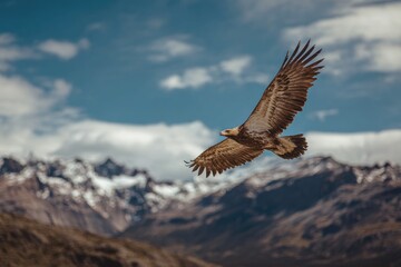 Fototapeta premium Bird of prey soaring gracefully, wings spread, against backdrop of majestic snow-capped mountains