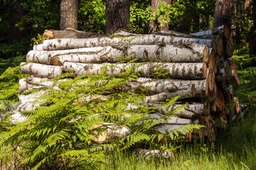 Kłody drzewa w lesie, wycinka leśna © © Jakacki