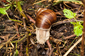Piękny ślimak winniczek, Helix pomatia © © Jakacki