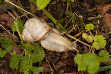 Piękny ślimak winniczek, Helix pomatia © © Jakacki