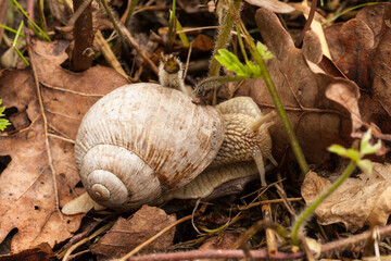 Piękny ślimak winniczek, Helix pomatia © © Jakacki