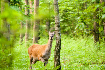Zwierzęta leśne, piękny koziołek, rogacz - sarna © © Jakacki