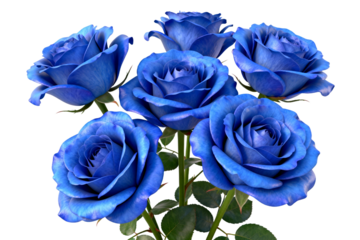 Six Vibrant Blue Roses in Full Bloom