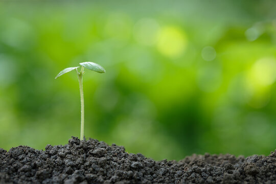Pale green seedlings sprout from fertile soil, symbolizing new life, hope, and sustainable business growth, against a beautiful green background.