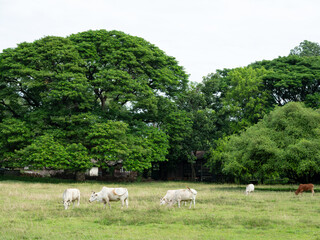 Obraz premium cows in the field