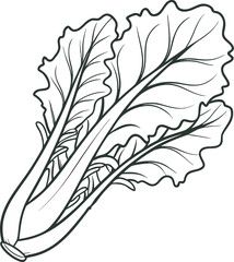 lettuce icon outline icon vector