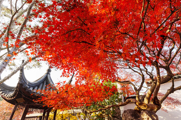 Traditional Chinese-style pavilion with a view of red maple leaves during the autumn foliage season in Suzhou