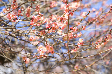 Spring Pink Plum Flowers Natural Floral Background