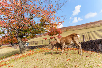 Cute deer at Wakakusayama mountains during autumn in Nara, Japan