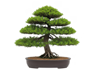 Carefully crafted pine bonsai tree isolated on transparent background