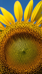 Sunflower Macro Close-Up with Yellow Petals and Seed Pattern