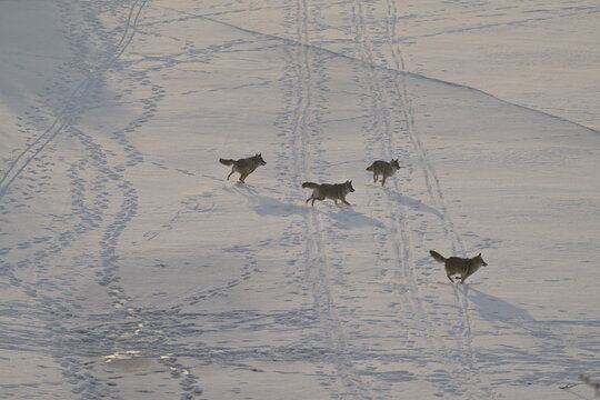 coyote running on the beach,  four coyotes on the lake, Coyote in the snow, winter, Canada, wildlife, nature, snow, wild