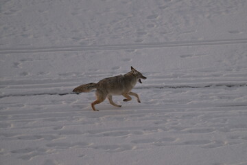 Fototapeta premium coyote in winter, coyote running on the lake, Coyote in the snow, winter, Canada, wildlife, nature, snow, wild