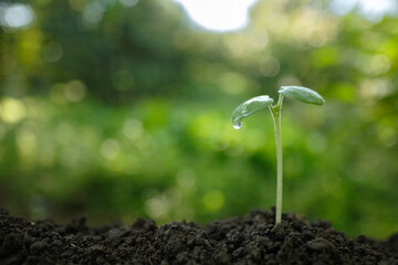 Small sprout with a clear water drop falling from a green leaf. Symbol of freshness, environmental care, and life-giving water resources.