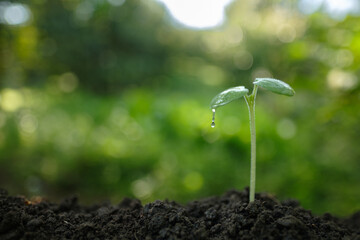 Small sprout with a clear water drop falling from a green leaf. Symbol of freshness, environmental care, and life-giving water resources.