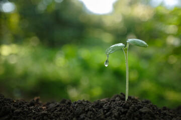 Small sprout with a clear water drop falling from a green leaf. Symbol of freshness, environmental care, and life-giving water resources.