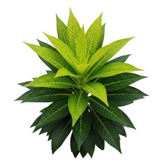 Vibrant green leaf cluster isolated on transparent background